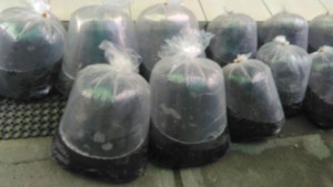 Benih-Ikan-MIPA-UNS